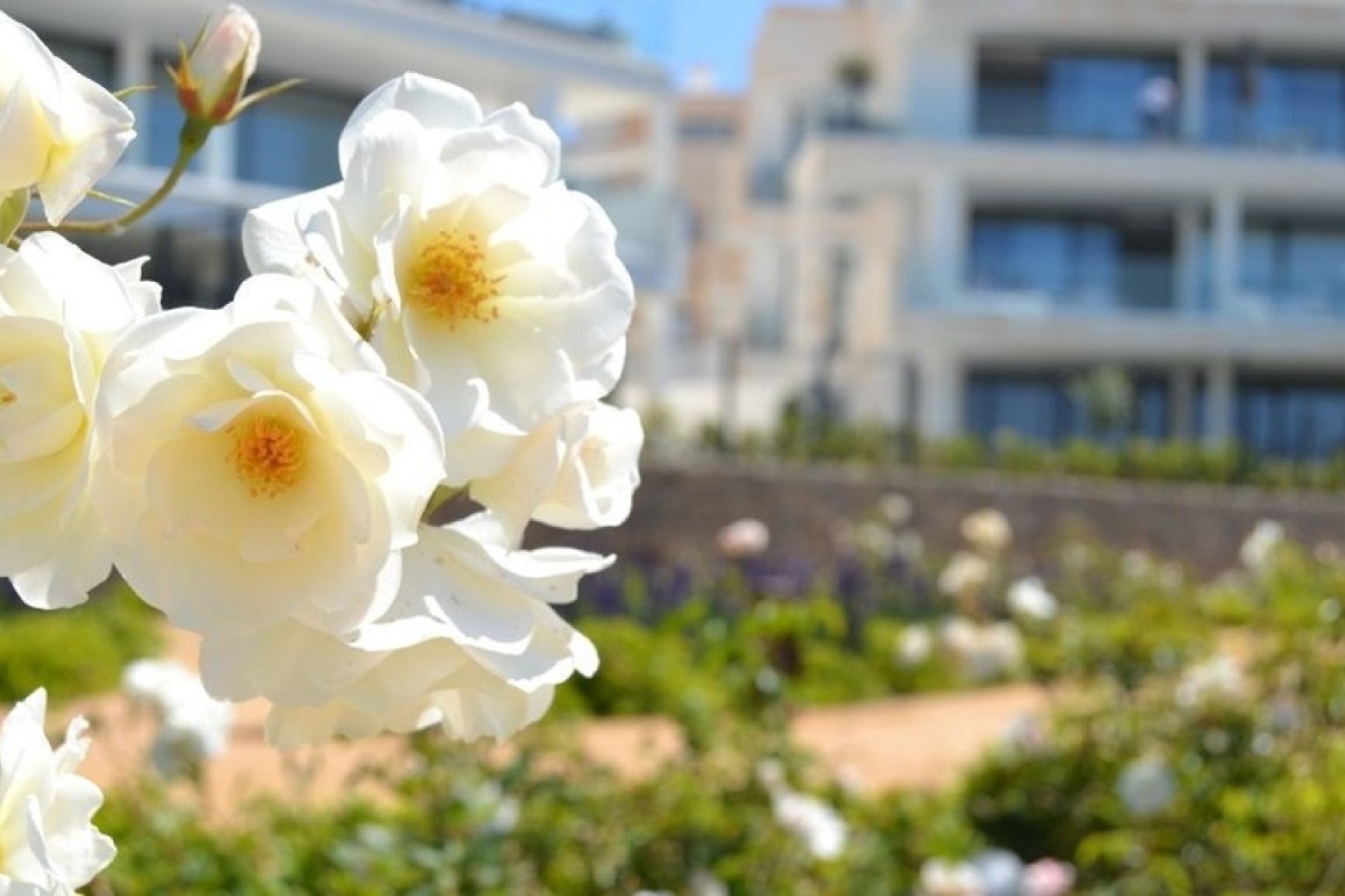Neue Gebäude - apartment - Fuengirola - Fuengirola Centro