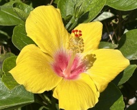 Resale - apartment - Estepona - El Presidente