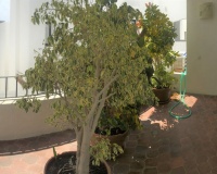 Resale - apartment - Marbella - Puerto Banús