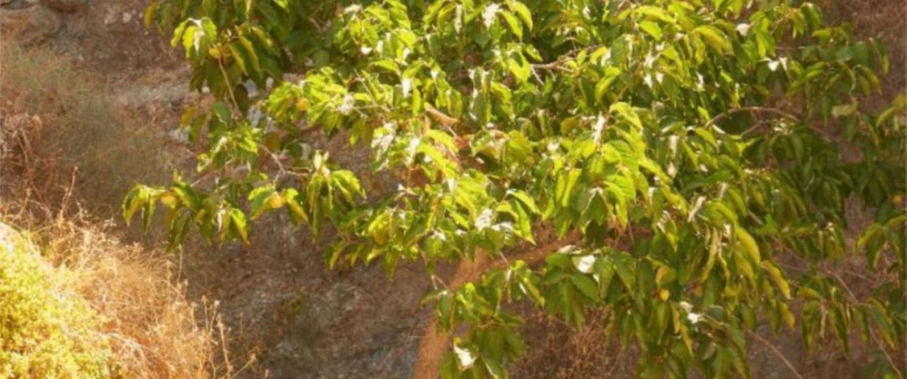 Resale - Country house - Casares - Casares Centro