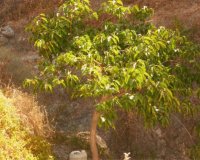 Resale - Country house - Casares - Casares Centro