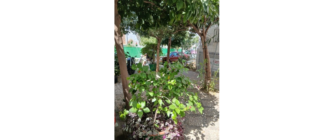 Resale - Town house - Estepona - Estepona Centro
