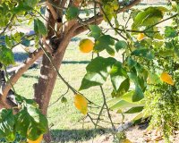 Resale - Villa - Estepona - Estepona Centro
