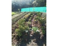 Resale - Villa - Estepona - Estepona Centro