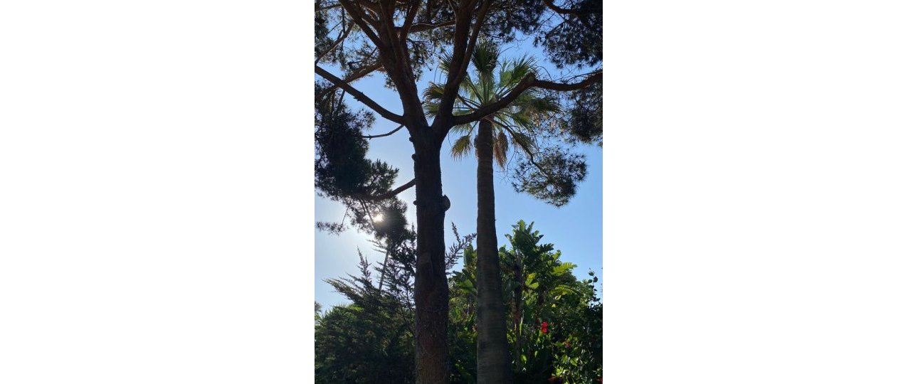 Resale - Villa - Marbella - Guadalmina Baja