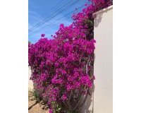 Resale - Villa - Rojales - Ciudad Quesada