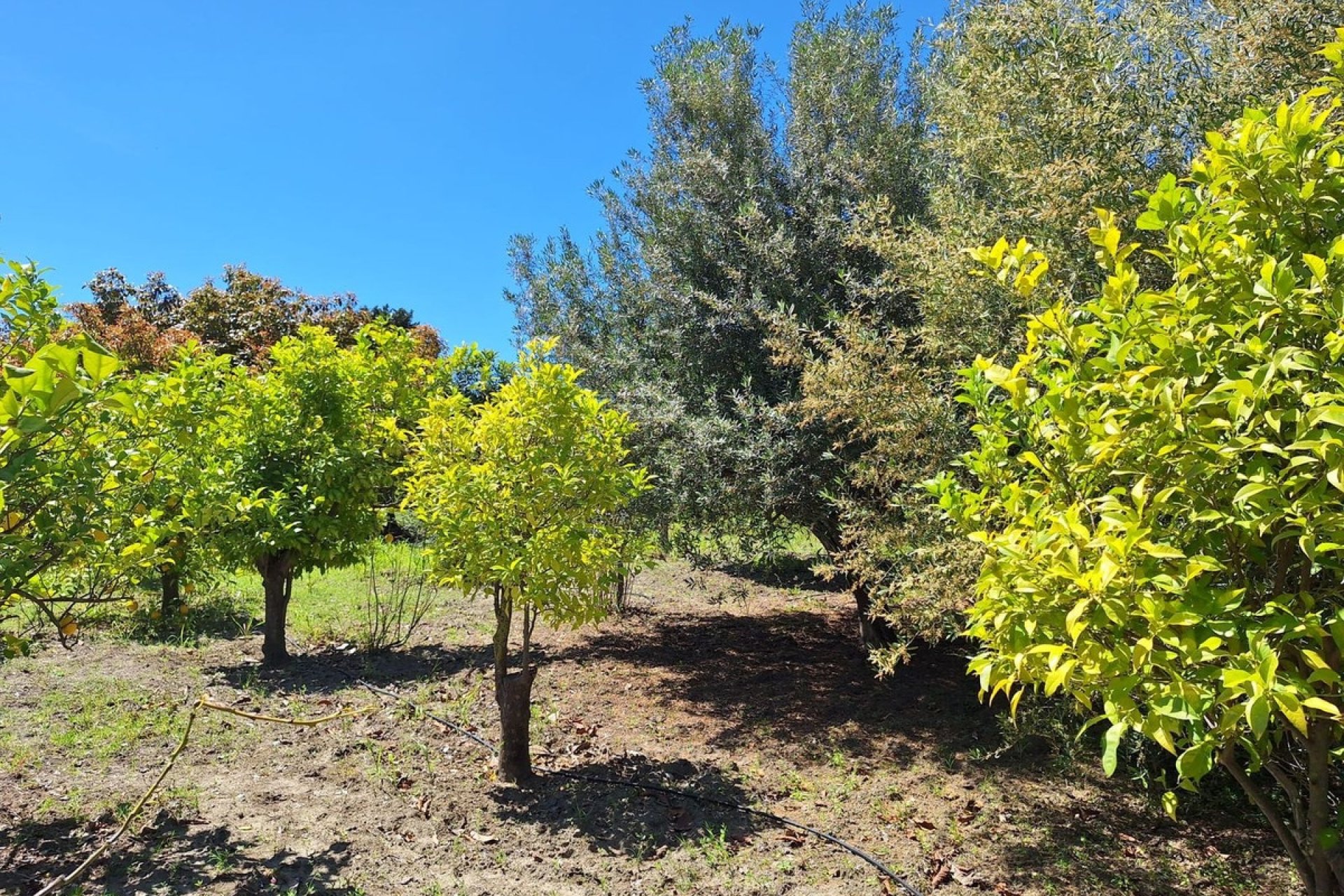 Rynek pierwotny - Country house - Estepona - Estepona Centro