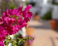 Rynek wtórny - apartment - Marbella - Nueva Andalucía