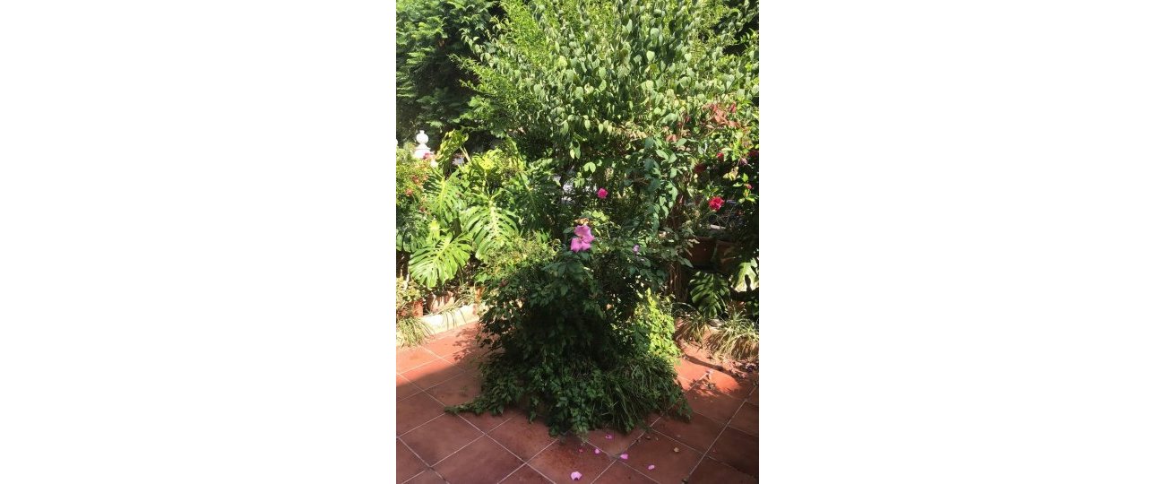 Rynek wtórny - Town house - Estepona - Estepona Centro