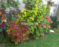 Rynek wtórny - Villa - Estepona - New Golden Mile