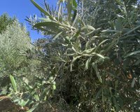 Wiederverkauf - Country house - Estepona - Estepona Centro