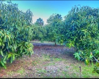 Wiederverkauf - Country house - Estepona - Estepona Centro