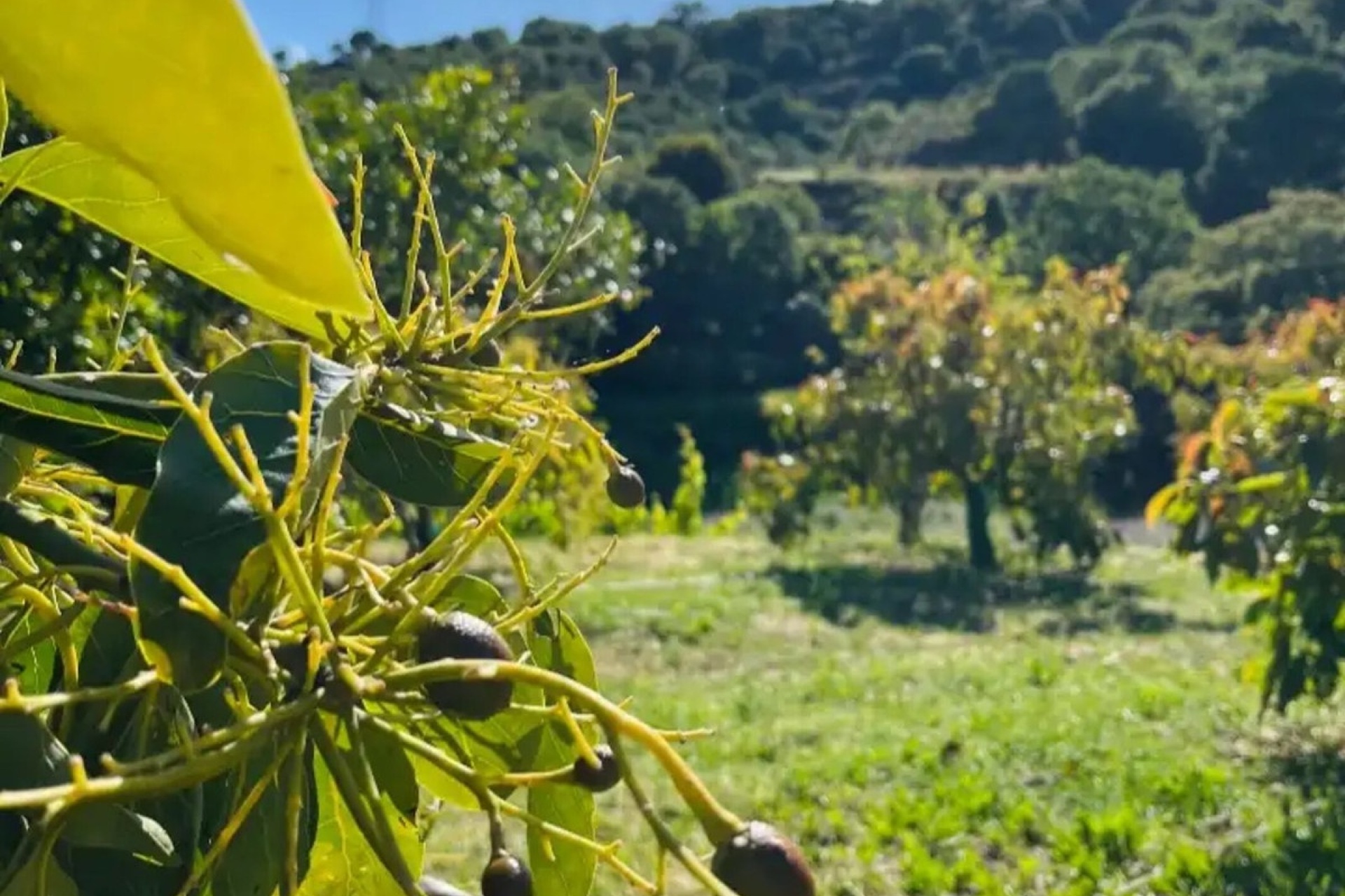 Wiederverkauf - Country house - Estepona - Estepona Centro