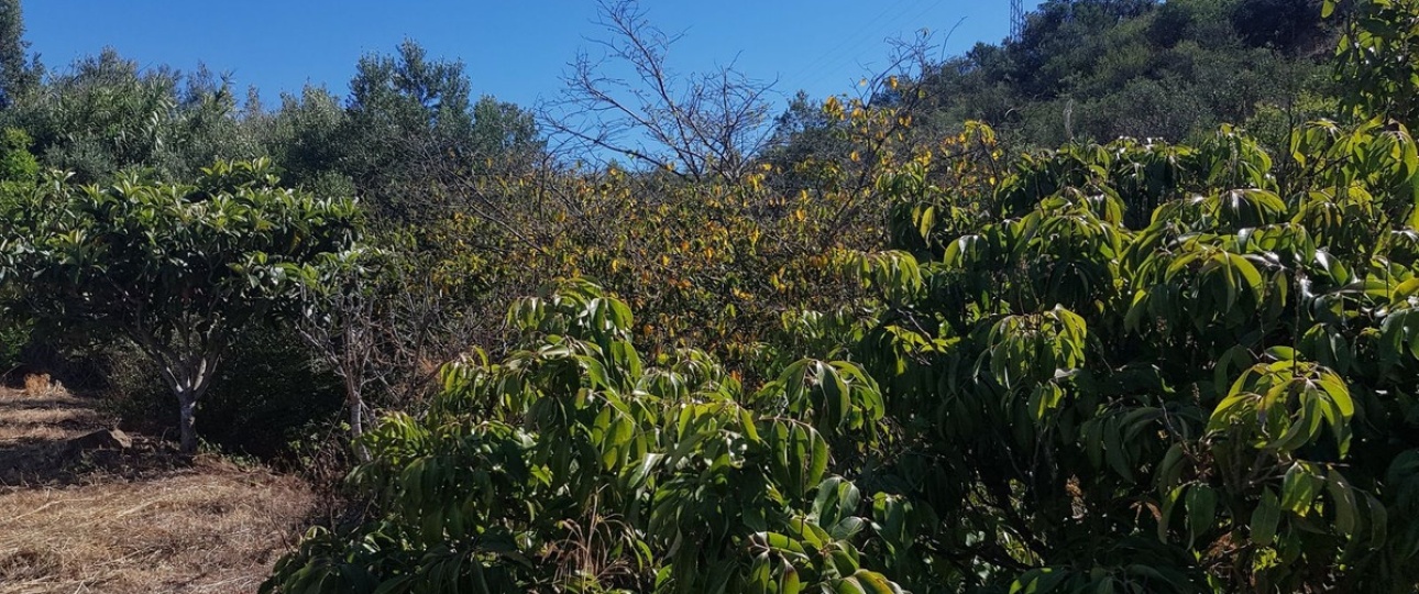 Wiederverkauf - Country house - Estepona - Estepona Centro