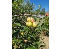 Wiederverkauf - Country house - Estepona - Estepona Centro