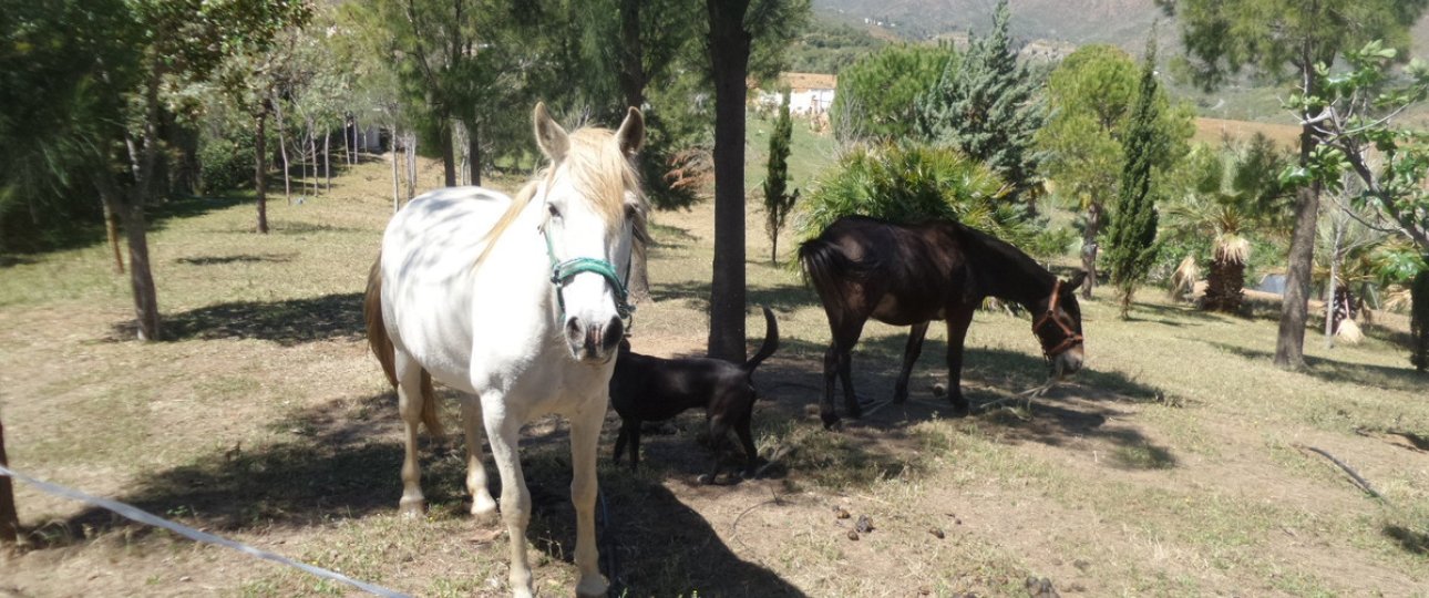 Wiederverkauf - Country house - Mijas - Entrerrios