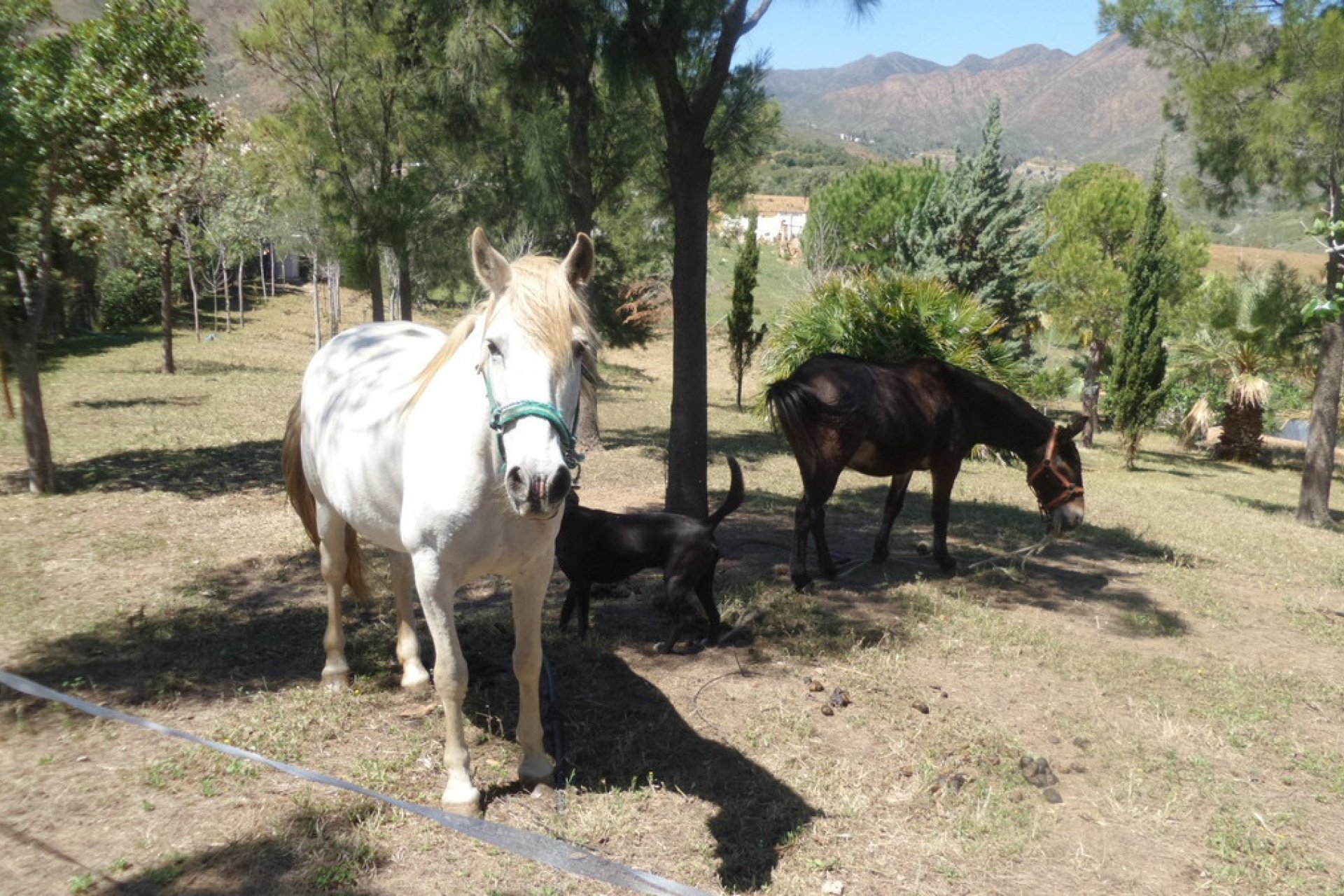Wiederverkauf - Country house - Mijas - Entrerrios