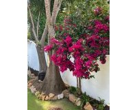 Wiederverkauf - Town house - Marbella - Nueva Andalucía