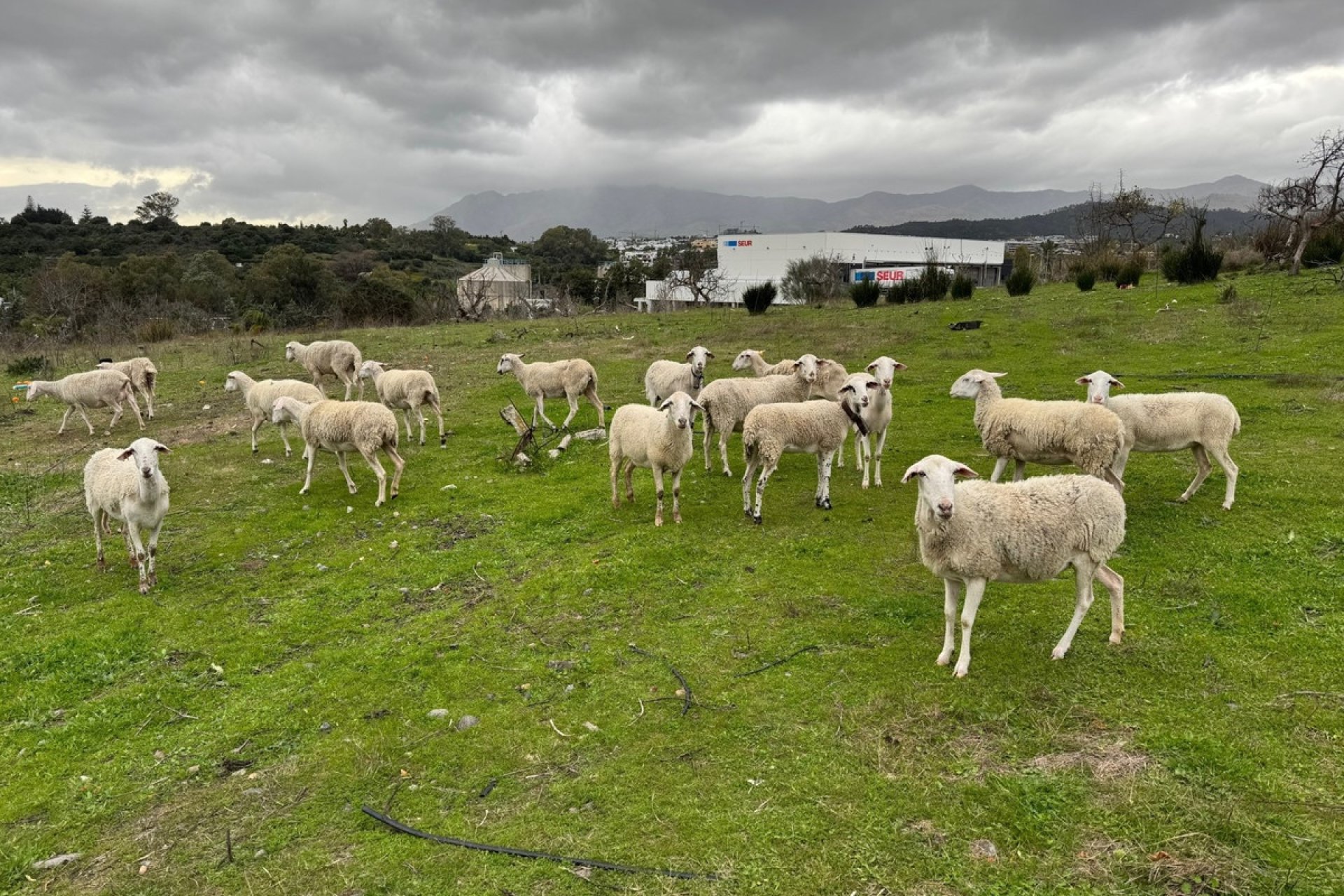 Wiederverkauf - Villa - Estepona - Estepona Centro