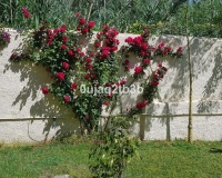 Wiederverkauf - Villa - Estepona - New Golden Mile
