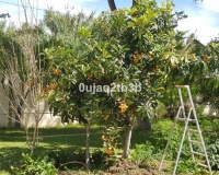 Wiederverkauf - Villa - Estepona - New Golden Mile